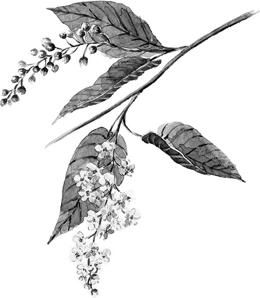 Мильтон и Булька Мильтон и Булька