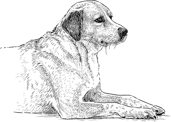 Мильтон и Булька Мильтон и Булька