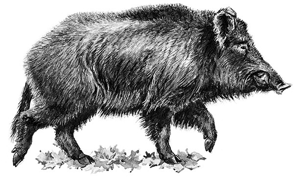 Мильтон и Булька Мильтон и Булька