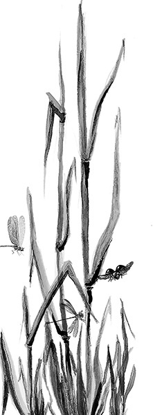 Мильтон и Булька Мильтон и Булька