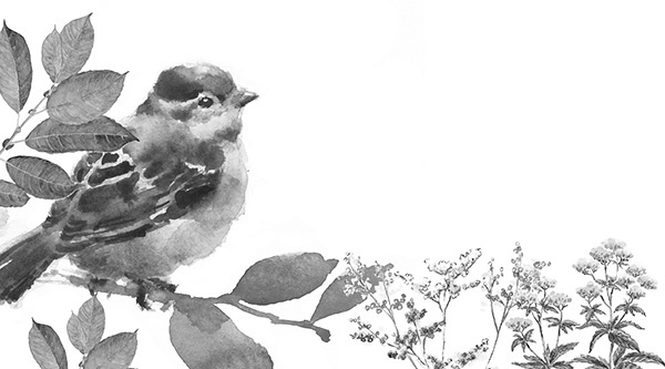 Мильтон и Булька Мильтон и Булька