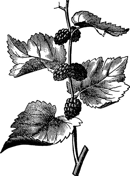 Мильтон и Булька Мильтон и Булька