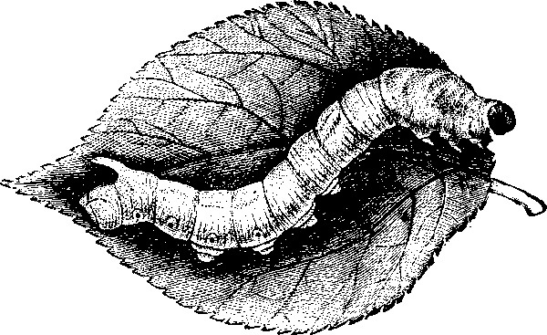 Мильтон и Булька Мильтон и Булька