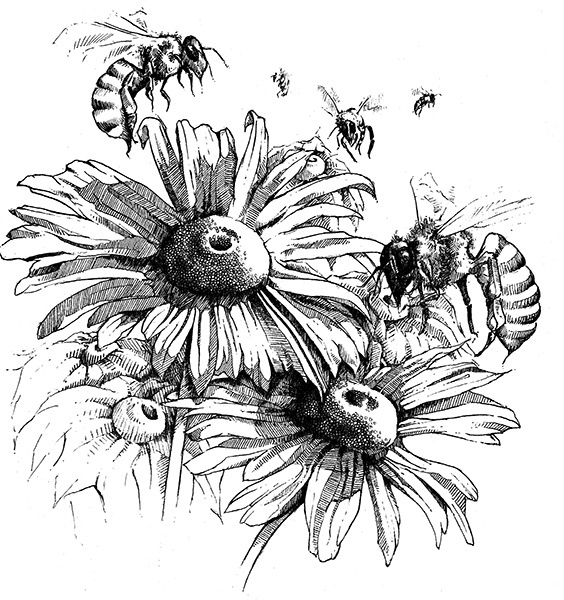 Мильтон и Булька Мильтон и Булька