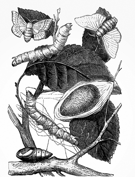 Мильтон и Булька Мильтон и Булька