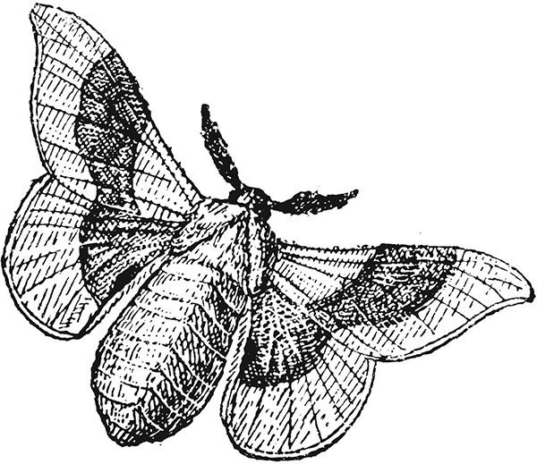 Мильтон и Булька Мильтон и Булька