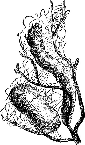 Мильтон и Булька Мильтон и Булька