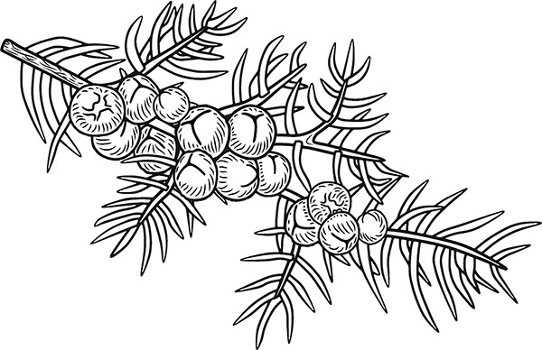 Мильтон и Булька Мильтон и Булька