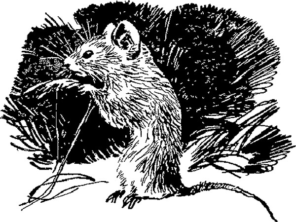 Мильтон и Булька Мильтон и Булька