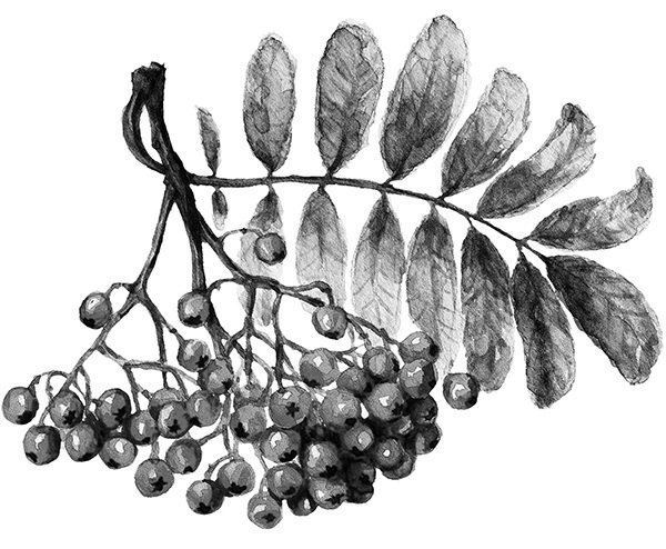 Мильтон и Булька Мильтон и Булька