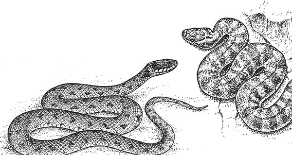 Мильтон и Булька Мильтон и Булька