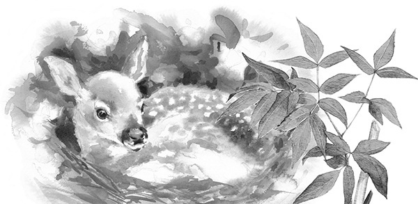 Мильтон и Булька Мильтон и Булька