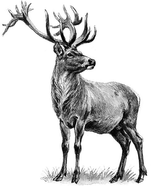 Мильтон и Булька Мильтон и Булька