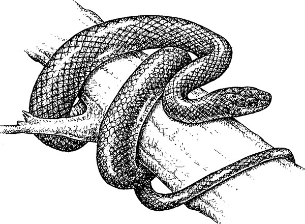 Мильтон и Булька Мильтон и Булька