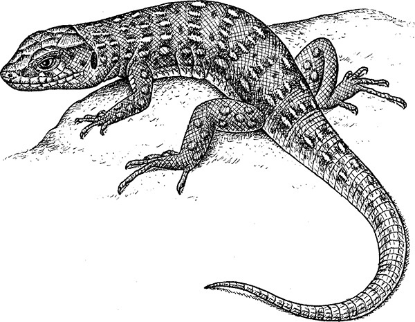 Мильтон и Булька Мильтон и Булька