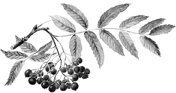 Мильтон и Булька Мильтон и Булька