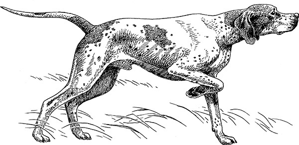 Мильтон и Булька Мильтон и Булька