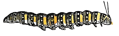 Придумано девочками. Истории о выдающихся изобретательницах Придумано девочками. Истории о выдающихся изобретательницах