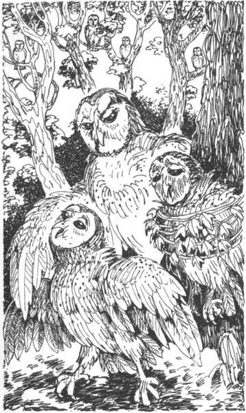 Ночные стражи. Наследник Ночные стражи. Наследник