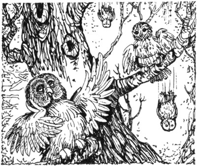 Ночные стражи. Первый угленос Ночные стражи. Первый угленос