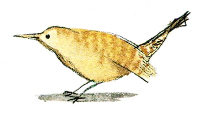 Мой папа - птиц Мой папа - птиц