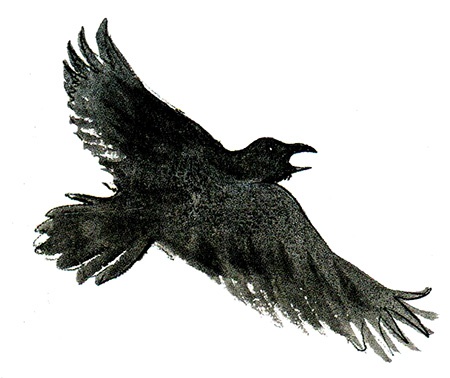 Мой папа - птиц Мой папа - птиц