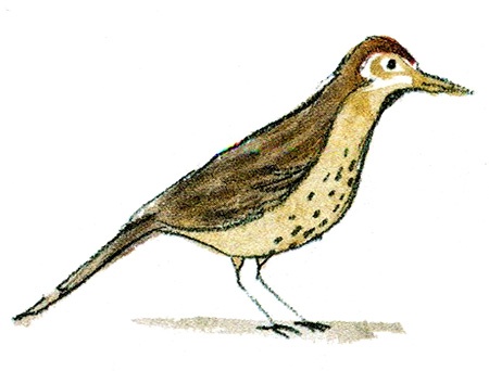 Мой папа - птиц Мой папа - птиц