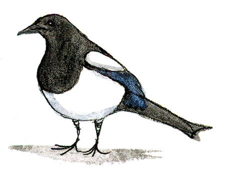 Мой папа - птиц Мой папа - птиц