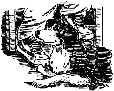 Собачье счастье Собачье счастье