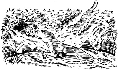 Собачье счастье Собачье счастье