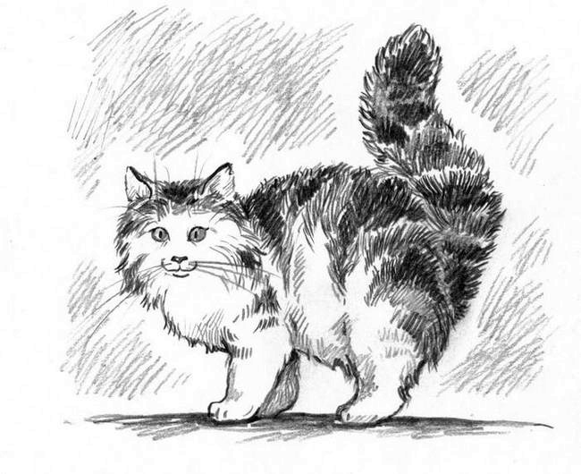 О пушистых кошечках О пушистых кошечках