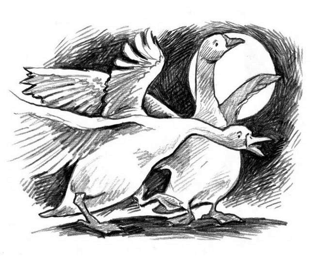 О пушистых кошечках О пушистых кошечках