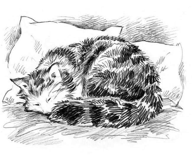 О пушистых кошечках О пушистых кошечках