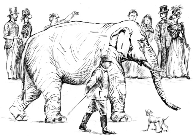 Белый пудель Белый пудель