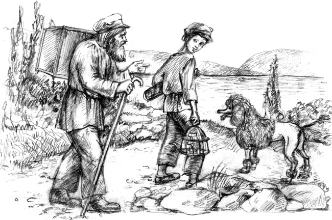 Белый пудель Белый пудель