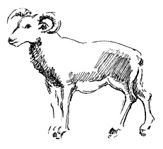 Мандариновые острова Мандариновые острова