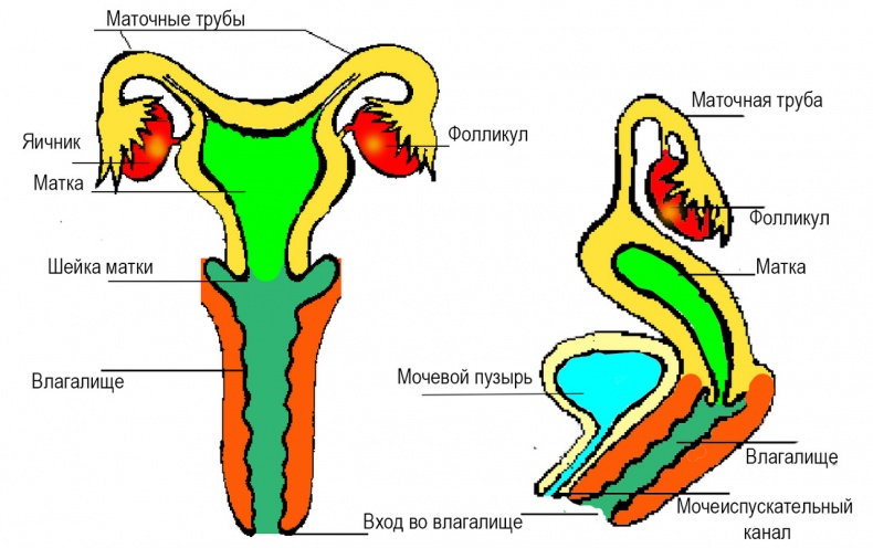 Половое воспитание детей и подростков Половое воспитание детей и подростков