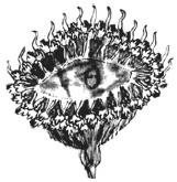 Танго смерти Танго смерти