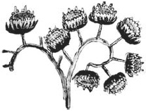 Танго смерти Танго смерти