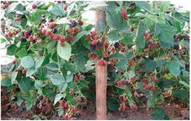 Рабочий календарь дачника, или Рабочие будни на даче