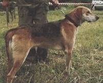 Ох, охота! Ох, охота!