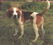 Ох, охота! Ох, охота!