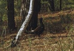 Ох, охота! Ох, охота!