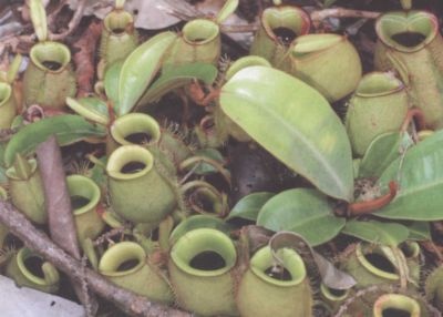 Умные растения. Как они приманивают и обманывают, предупреждают собратьев, защищаются и зовут на помощь, когда оказываются в опасности