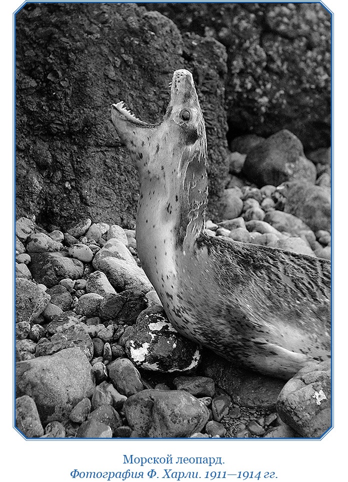 Моя жизнь. Южный полюс