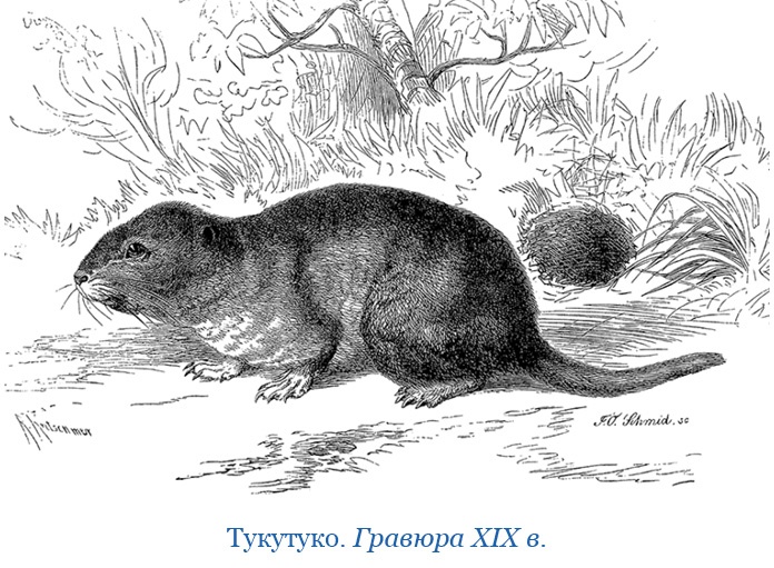 Путешествие вокруг света на корабле «Бигль»