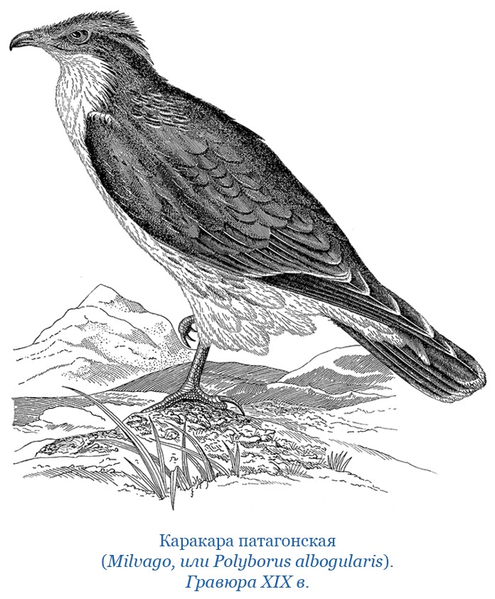 Путешествие вокруг света на корабле «Бигль»