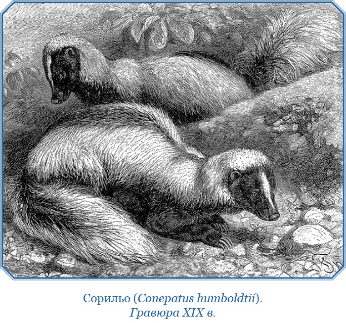 Путешествие вокруг света на корабле «Бигль»