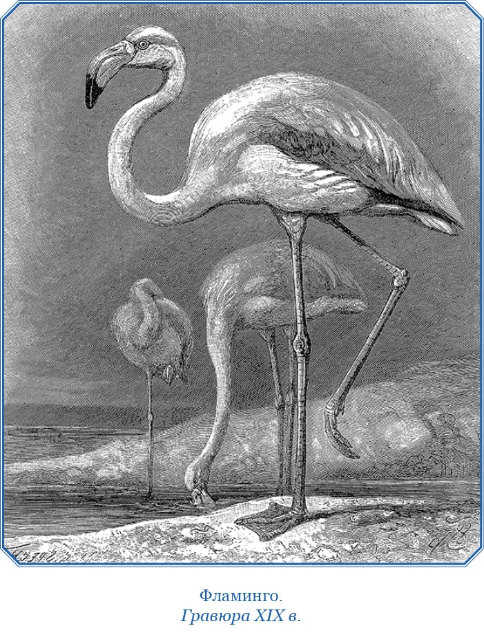 Путешествие вокруг света на корабле «Бигль»