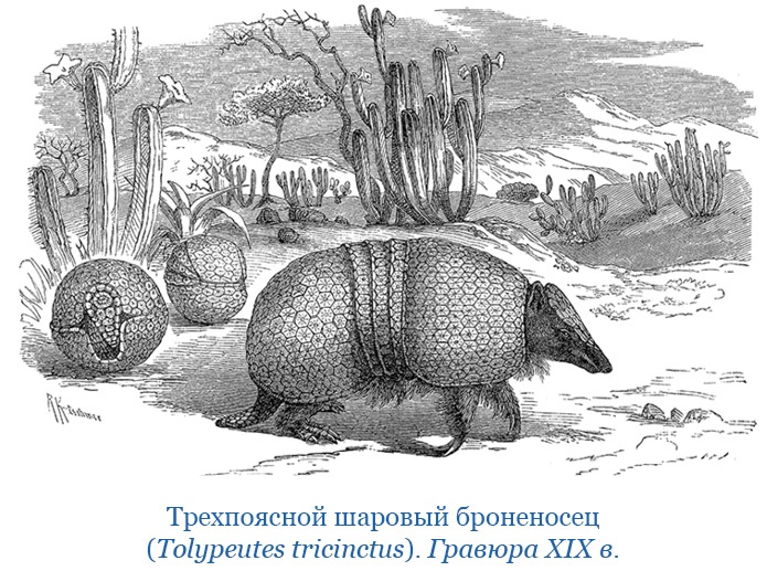 Путешествие вокруг света на корабле «Бигль»